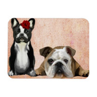 French Bulldog and English Bulldog