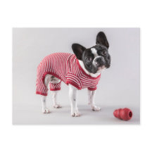 French Bulldog beautiful Post Card