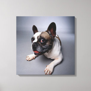 French Bulldog Canvas Print