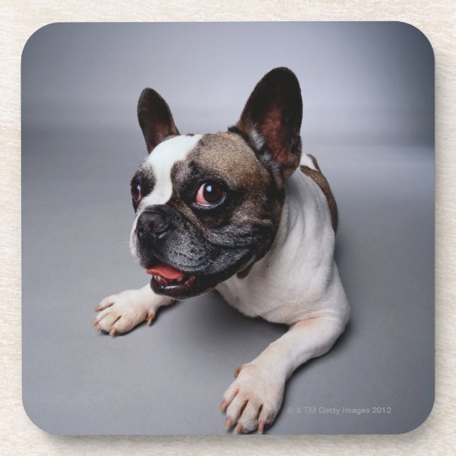 French Bulldog Coaster (Front)
