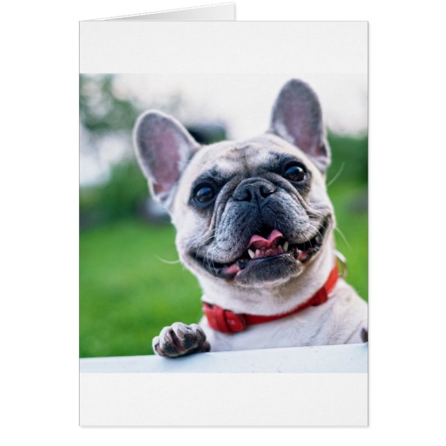 french-bulldog-cream (Front)