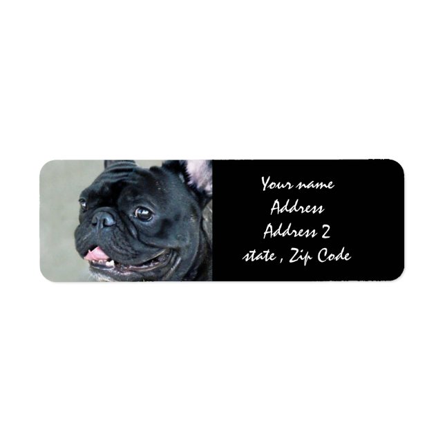 French Bulldog dog (Front)