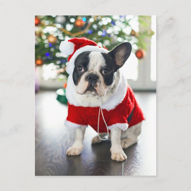 French Bulldog Dressed Up In Santa Costume Holiday Postcard (Front)
