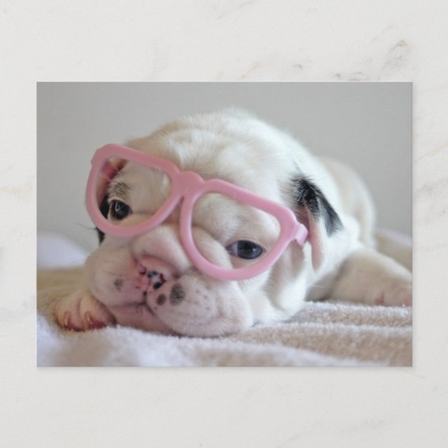 French Bulldog in Heart Glasses Postcard (Front)