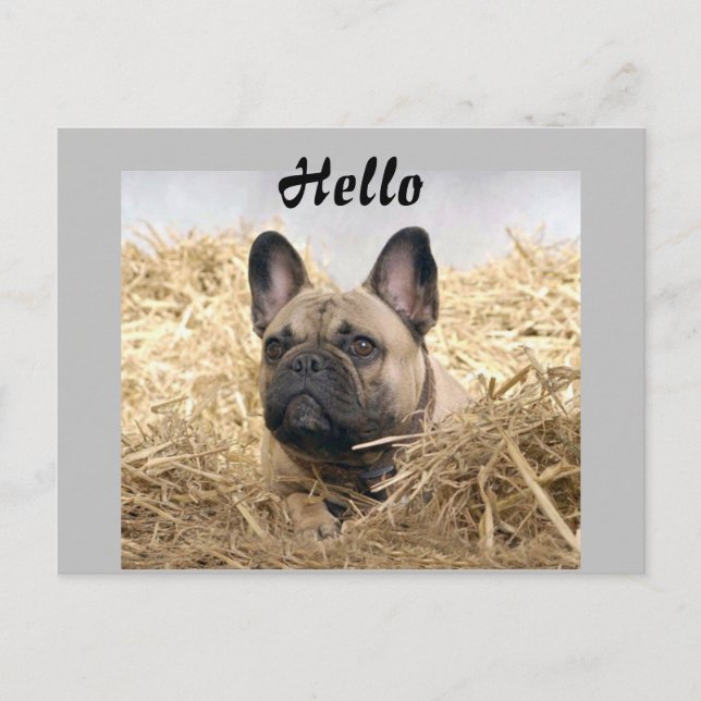 French Bulldog in the straw French Bulldog Postcard (Front)