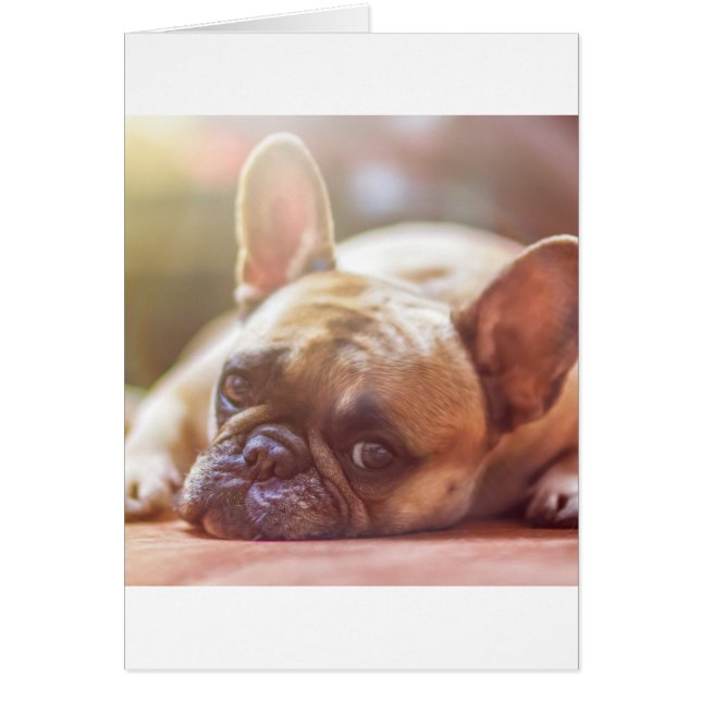 french bulldog laying (Front)
