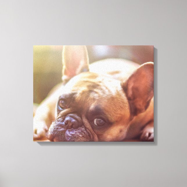 french bulldog laying canvas print (Front)