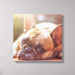 french bulldog laying canvas print