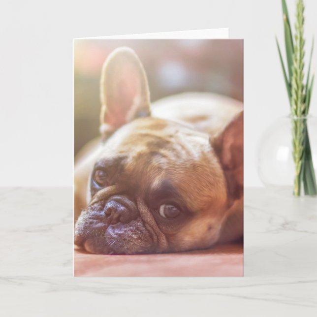 french bulldog laying card (Front)