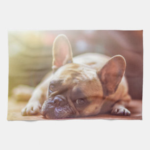 french bulldog laying kitchen towel