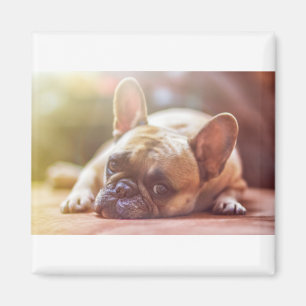 french bulldog laying magnet