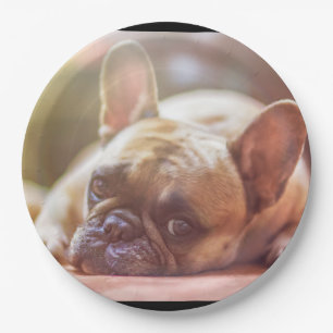 french bulldog laying paper plate