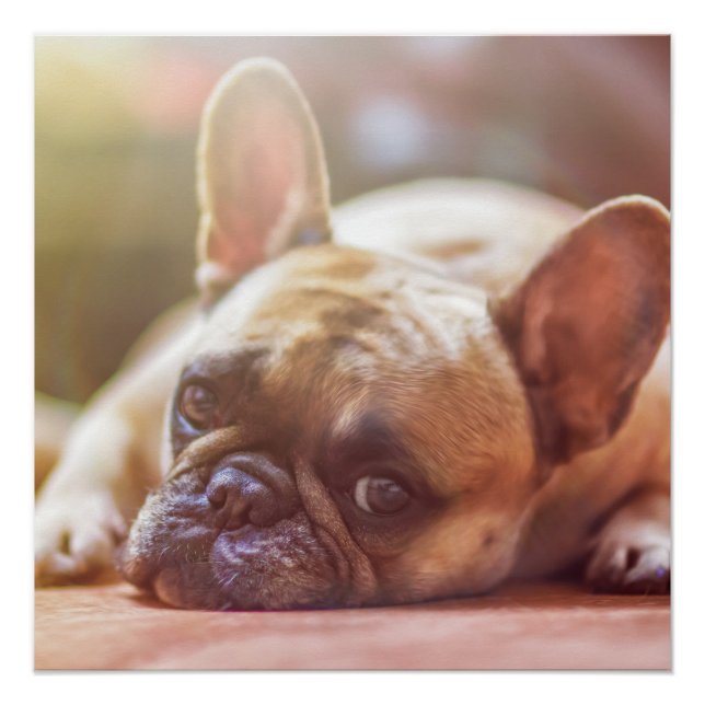 french bulldog laying poster (Front)