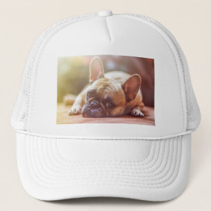 french bulldog laying trucker hat
