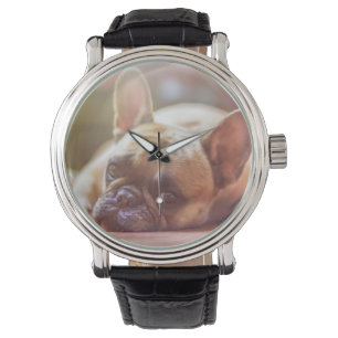 french bulldog laying watch