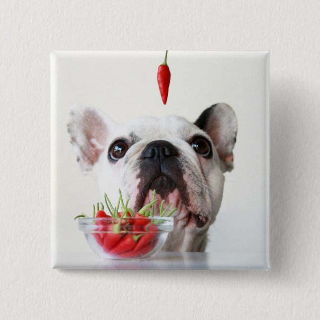 French Bulldog Looking At A Red Pepper 2 Inch Square Button (Front)