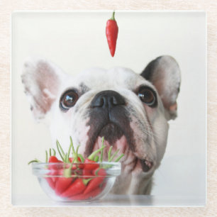 French Bulldog Looking At A Red Pepper Glass Coaster