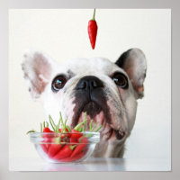 French Bulldog Looking At A Red Pepper