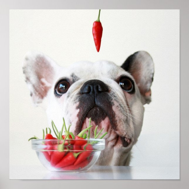 French Bulldog Looking At A Red Pepper Poster (Front)