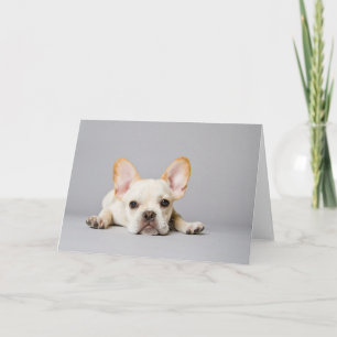 French Bulldog Lying Down Card