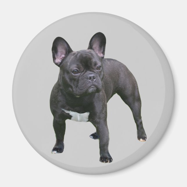 French Bulldog Magnet (Front)