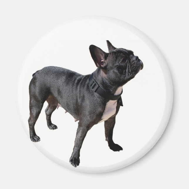 French bulldog magnet (Front)