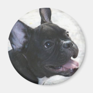 French Bulldog magnet