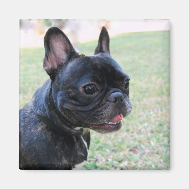 French Bulldog Magnet (Devant)
