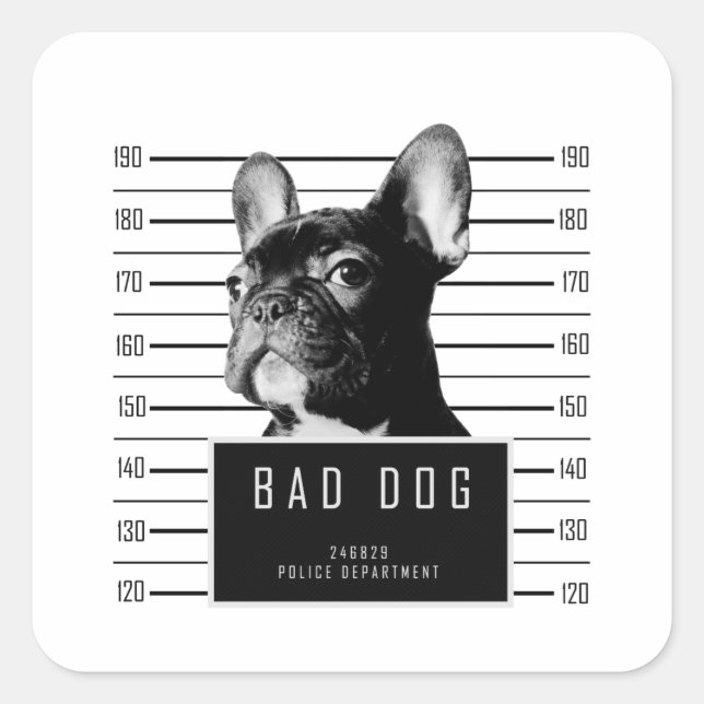 French Bulldog Mugshot Shirt Square Sticker (Front)