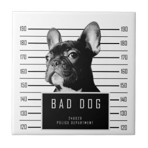 French Bulldog Mugshot Shirt Tile