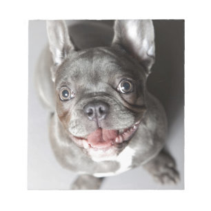 French bulldog notepad