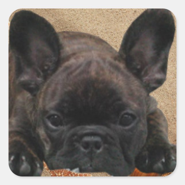 French Bulldog on the beach French Bulldog Square Sticker (Front)