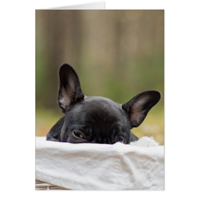 french bulldog peeking puppy (Front)