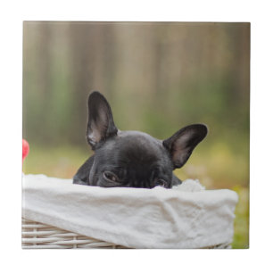 french bulldog peeking puppy tile