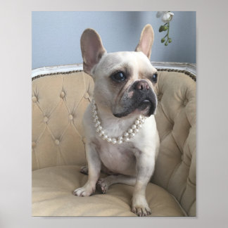 French Bulldog photos Poster