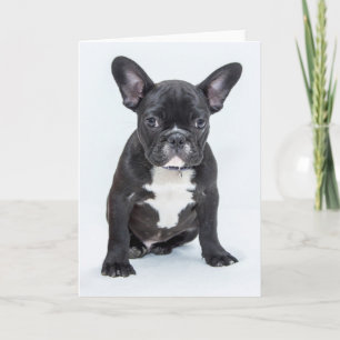 French Bulldog Portrait Card
