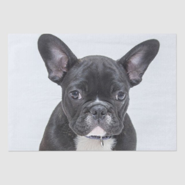 French Bulldog Portrait Tissue Paper (Front)