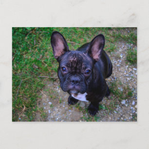 French Bulldog Postcard
