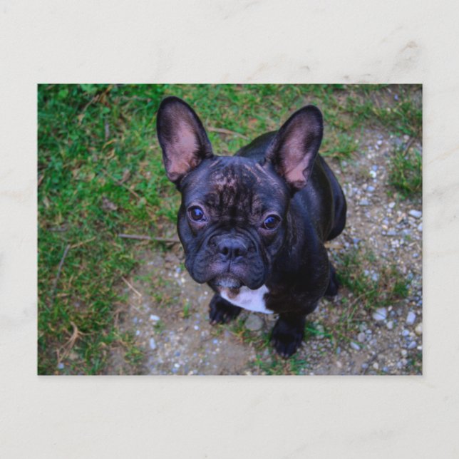 French Bulldog Postcard (Front)
