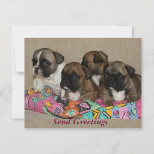 French Bulldog postcard
