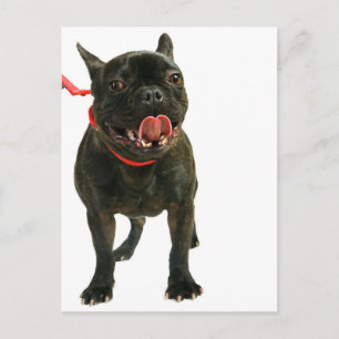 French Bulldog Postcard