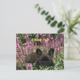 French Bulldog Postcard Thank you
