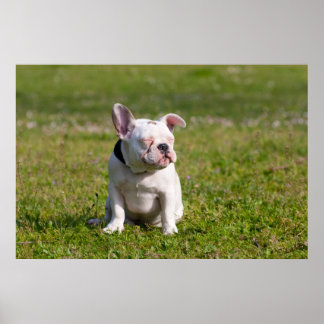 French Bulldog Poster