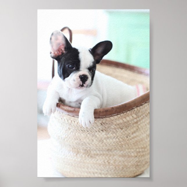 French Bulldog poster (Front)