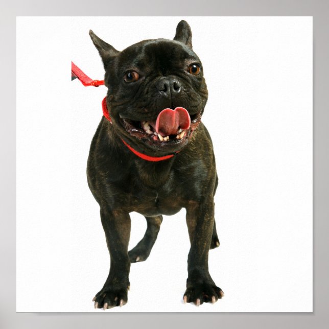 French Bulldog Poster (Front)