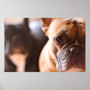French Bulldog Poster