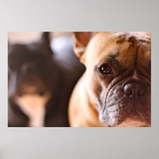 French Bulldog Poster