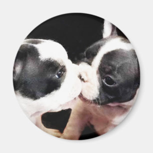 French bulldog puppies magnet