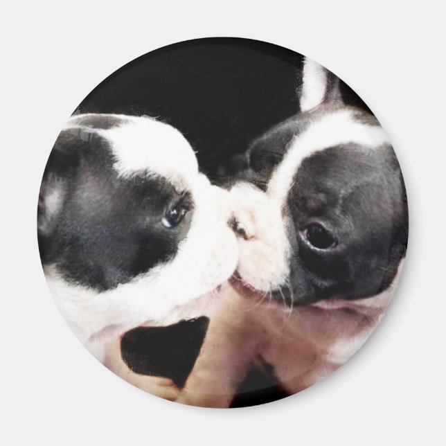 French bulldog puppies magnet (Front)