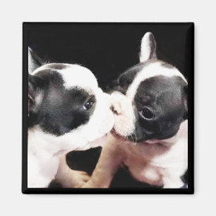 French bulldog puppies magnet